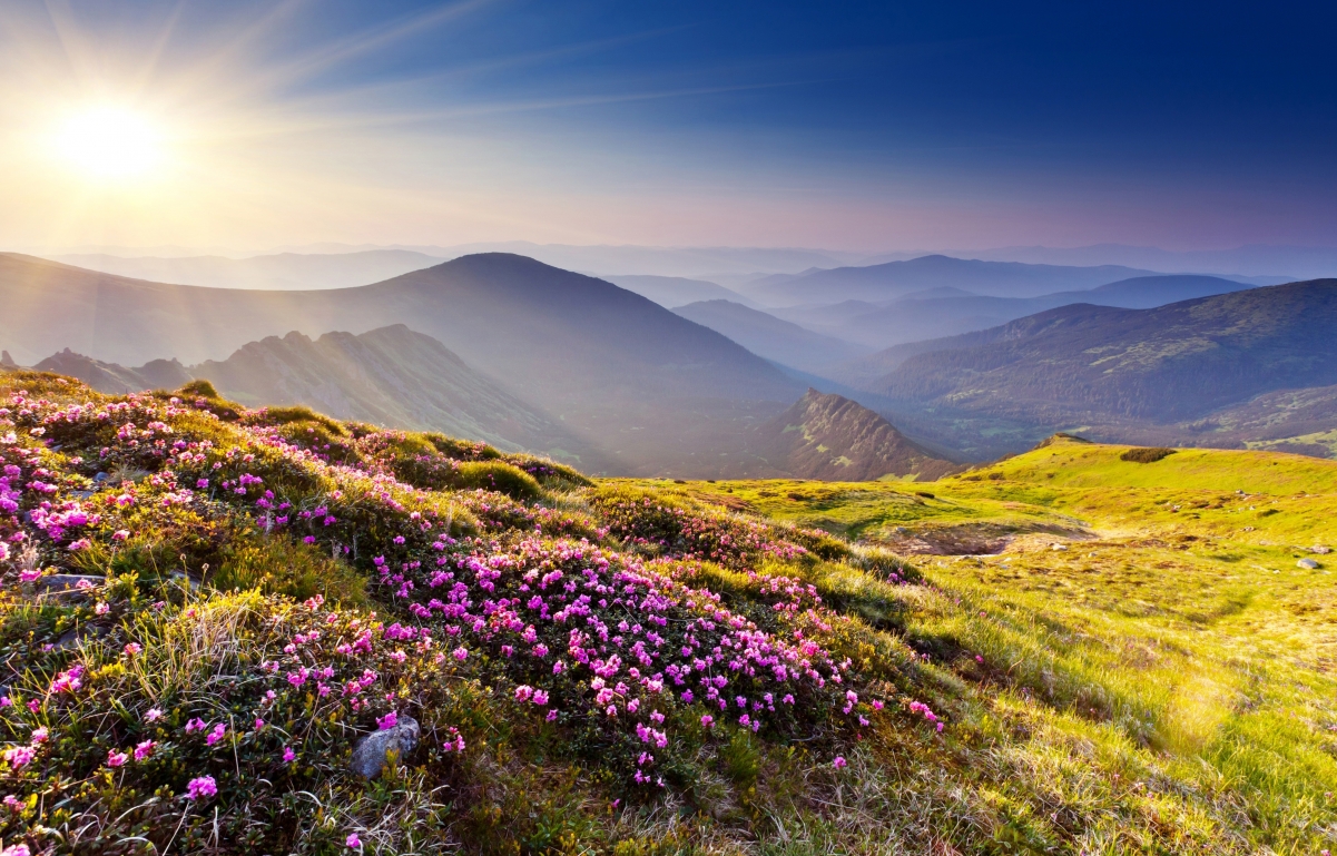 Mountain flowers grass sun 4K landscape