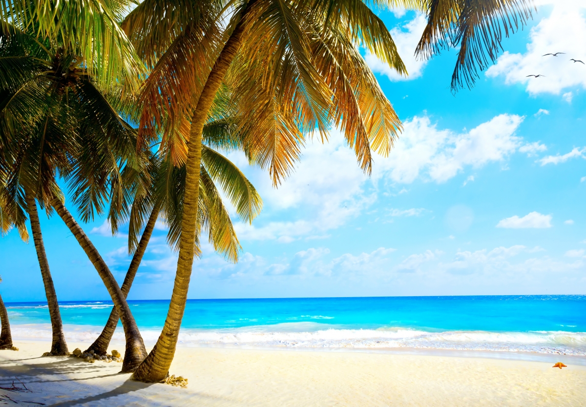 Beach, palm trees, ocean, sky,
