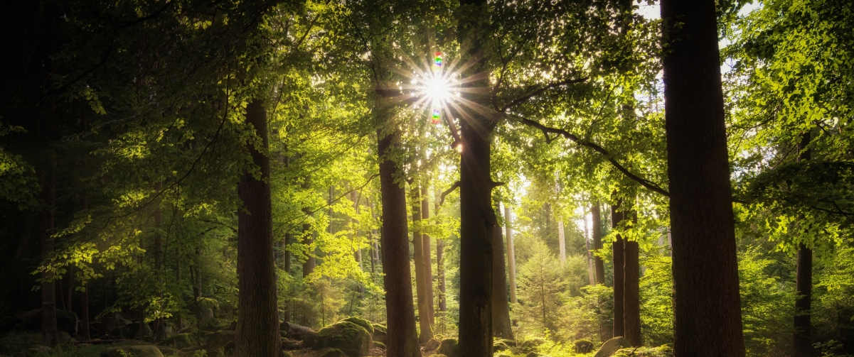 Forest sunlight 3440x1440 landscape wall