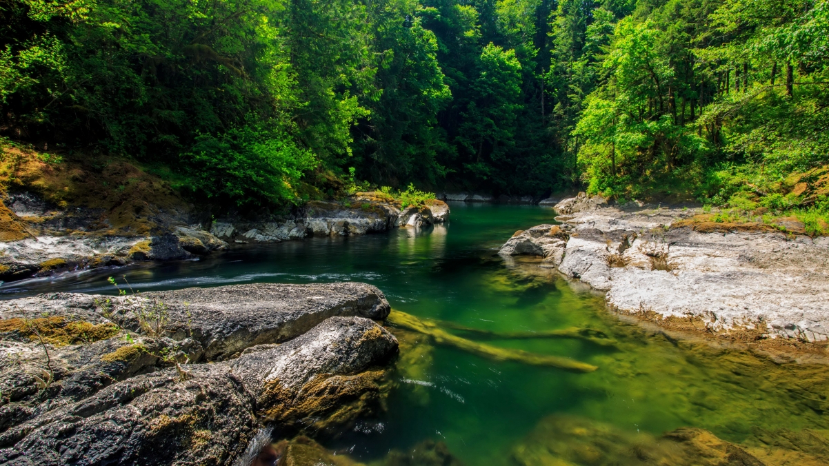 Forest Stream River Landscape 4K Wallpaper