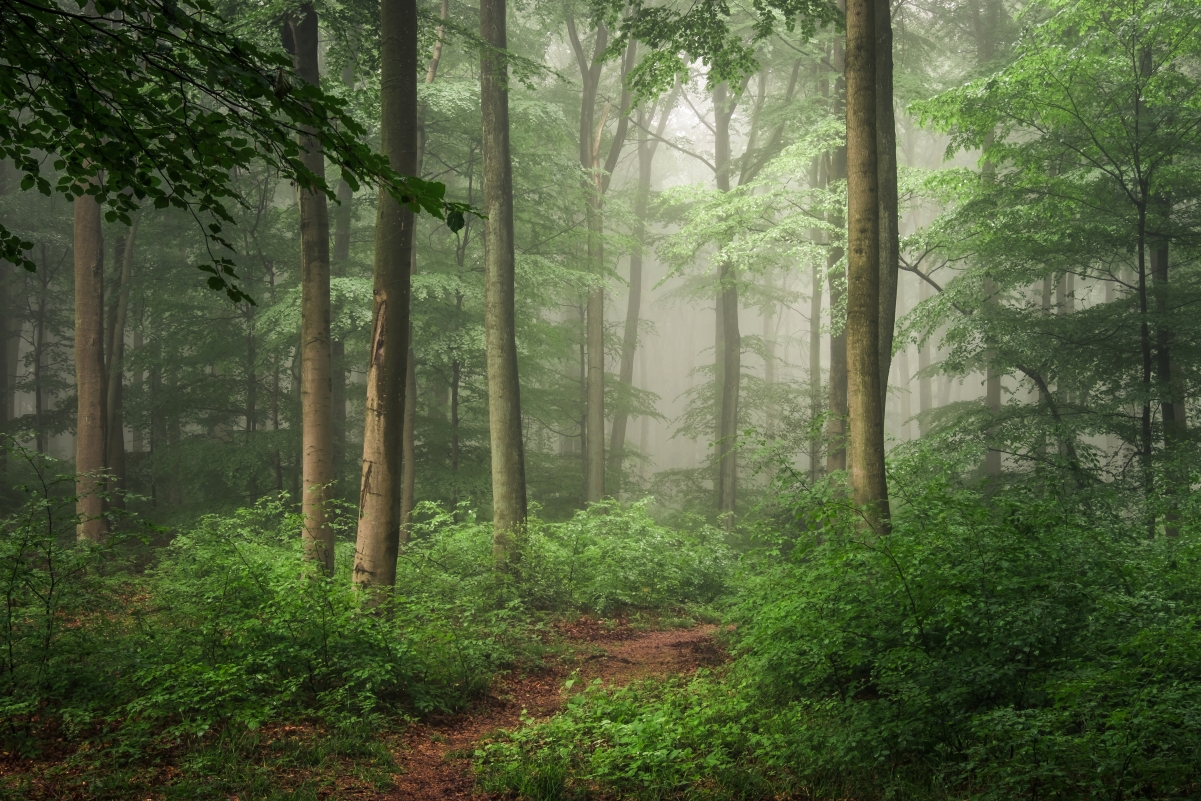 Forest fog bushes trees 4K landscape wallpaper