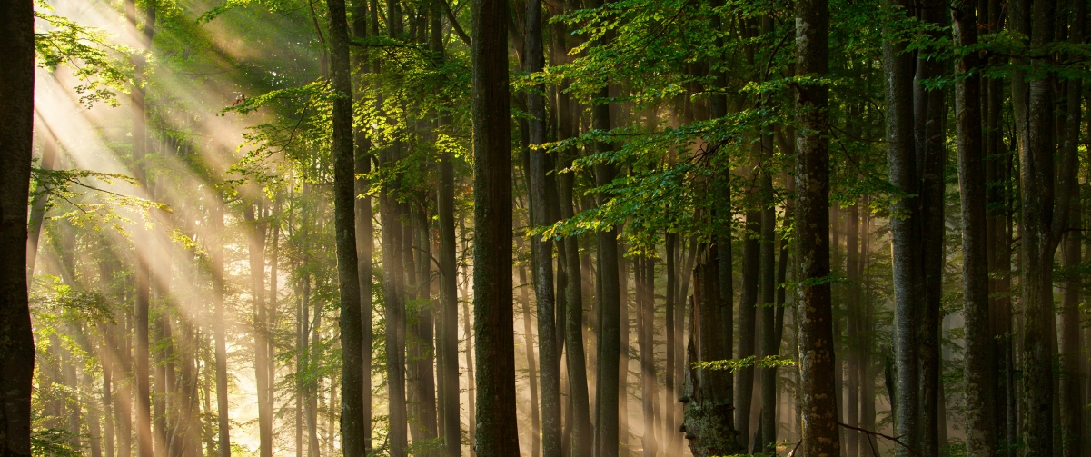 Forest trees sunshine 3440x1440 wind