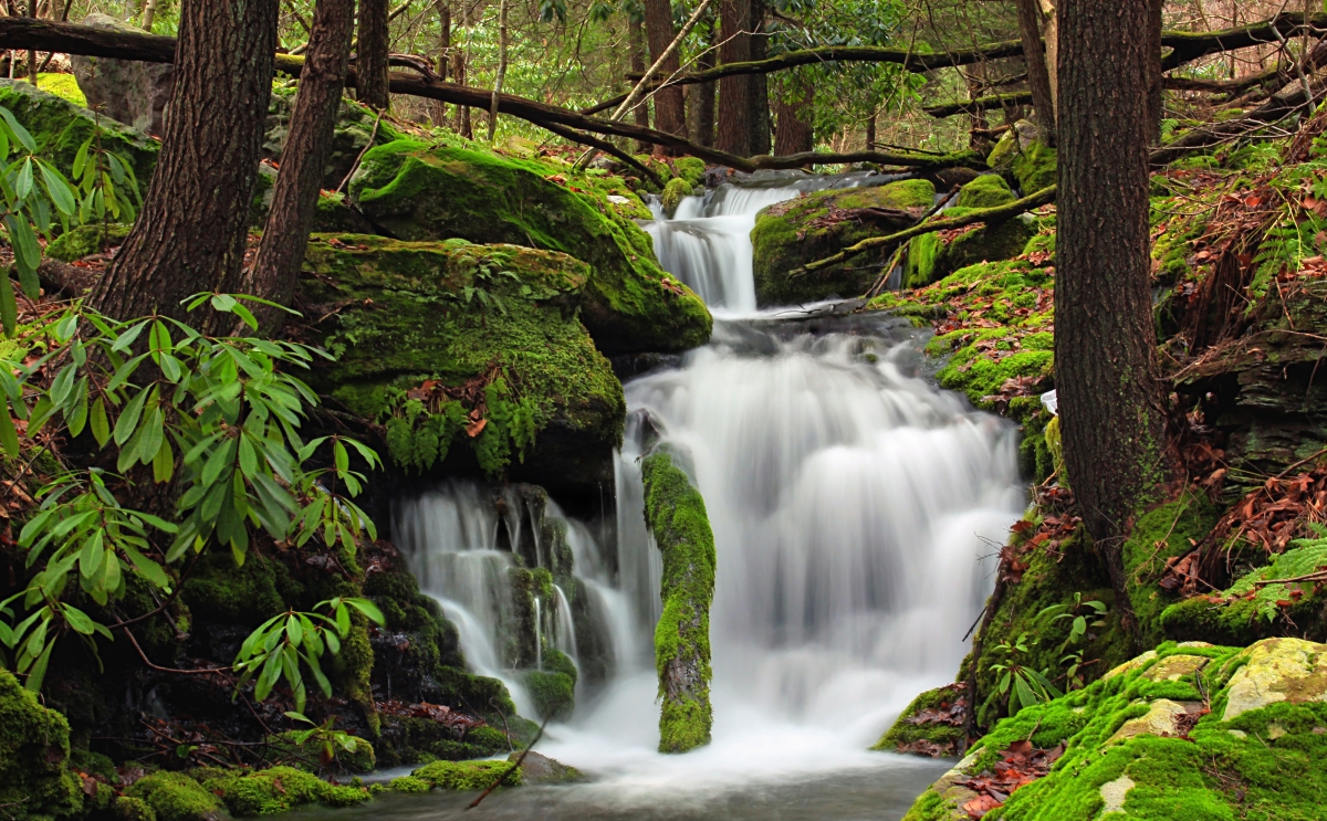 Forest trees small stream water 4k landscape