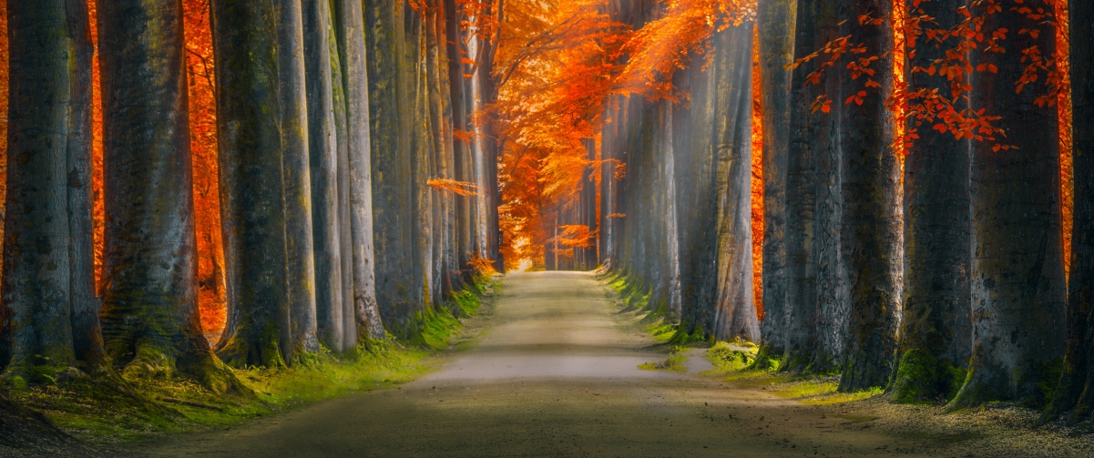 Forest Autumn Sunshine Road 3440x1