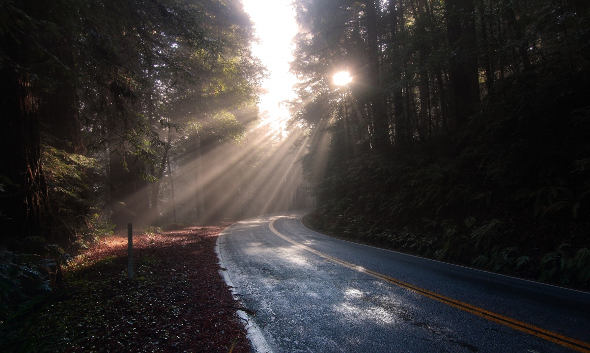 Forest Road Sunshine 4K Landscape Wallpaper