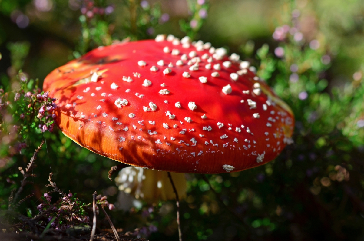 Forest red mushroom close-up picture