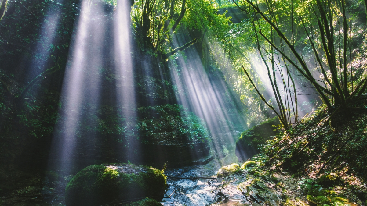 Forest Trees Valley Sunshine Rock
