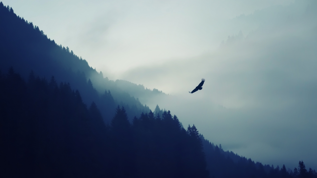 Forest Eagle 4K Wallpaper