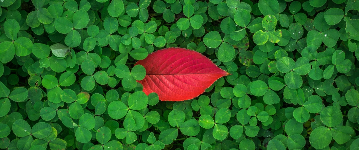 Clover eye protection 4k desktop wallpaper #34