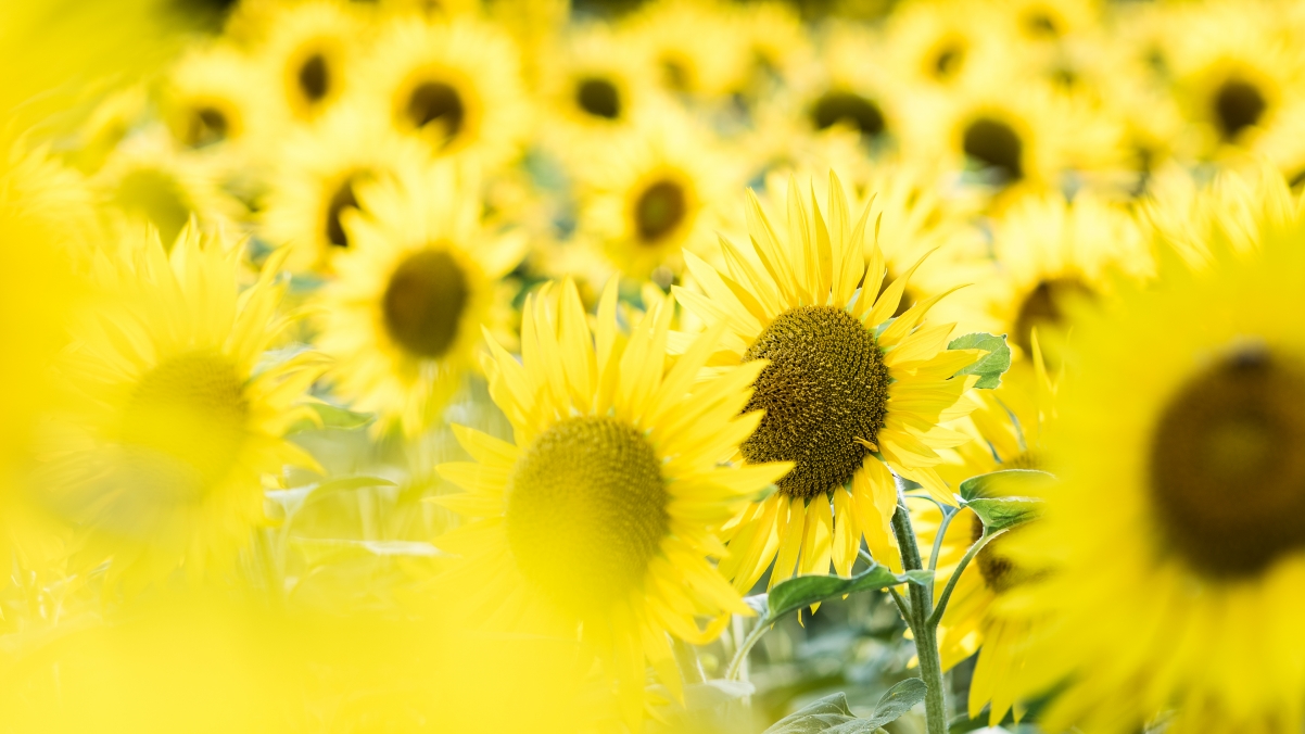 Swiss sunflower field 4K wallpaper
