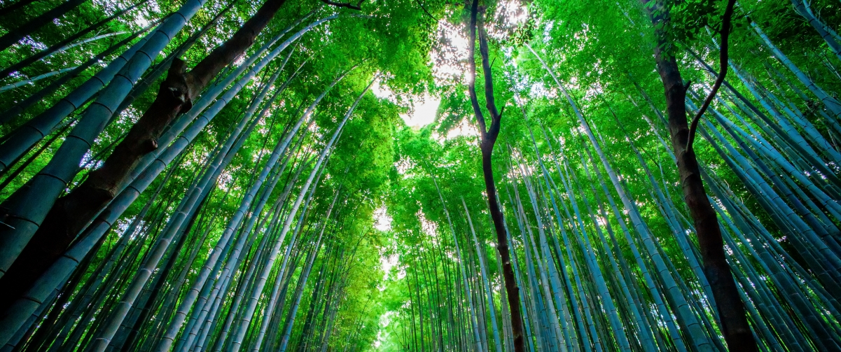 Japanese bamboo forest scenery 3440x1440 wall