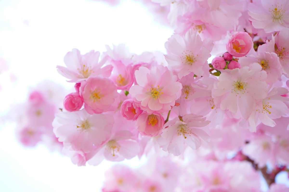 Japanese cherry tree, flowers, spring