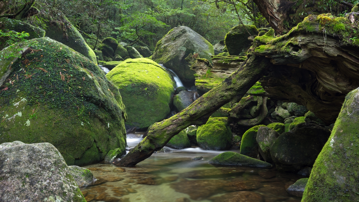 Forest creek rock in Yakushima, Japan