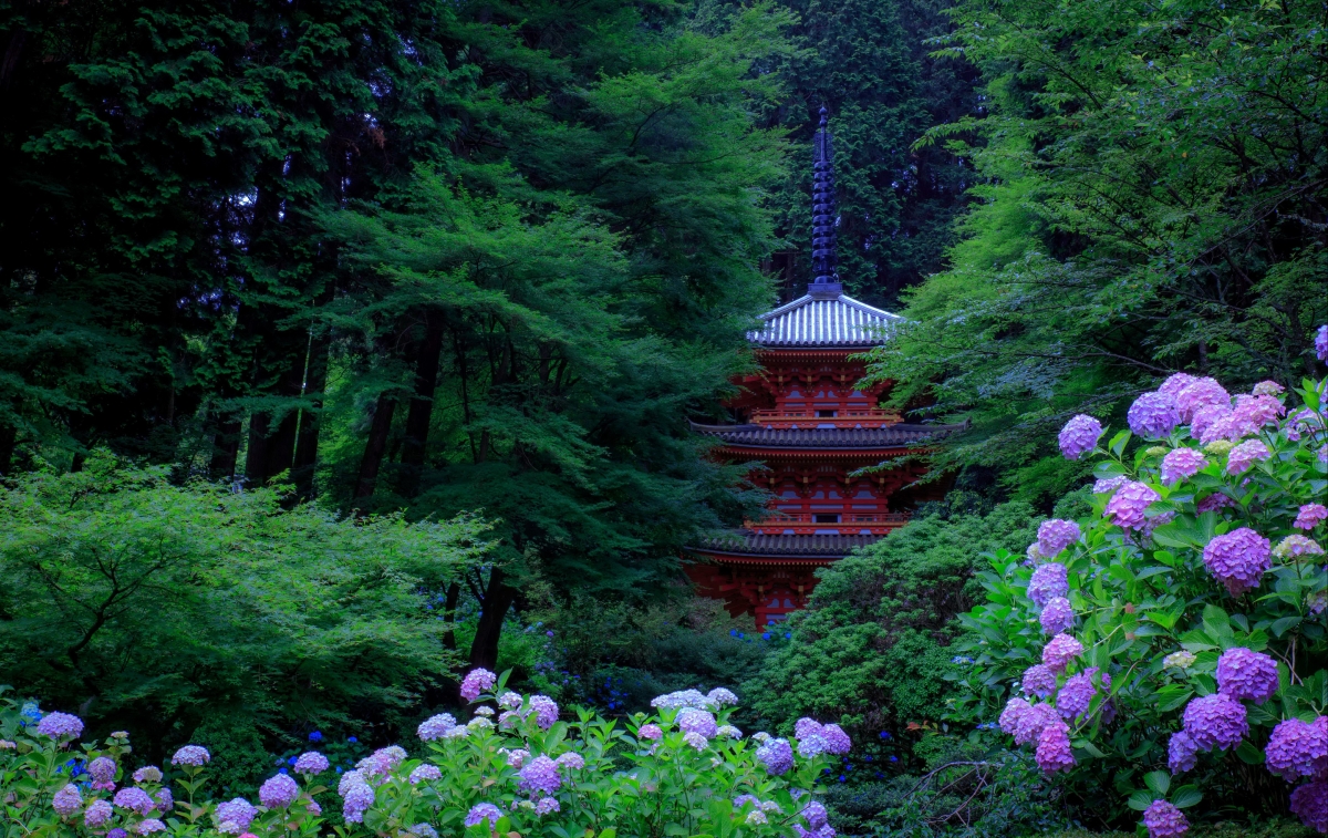 Green trees in Kyoto Park, Japan
