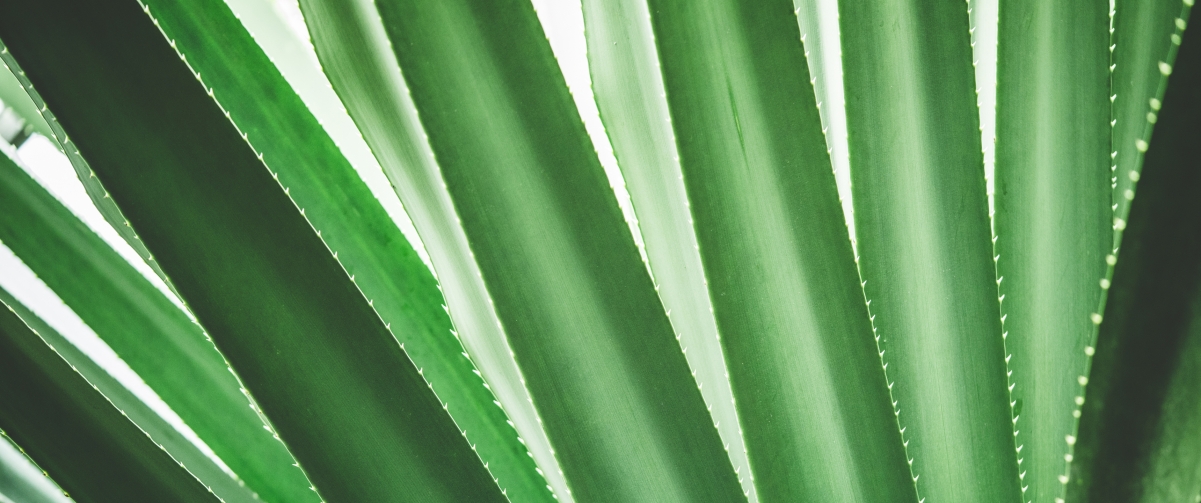 Tropical plants close-up minimalist background 3