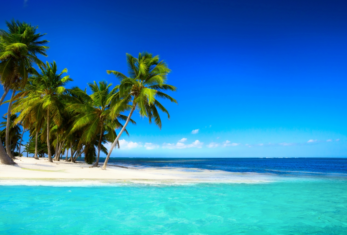 Tropical beach palm tree blue