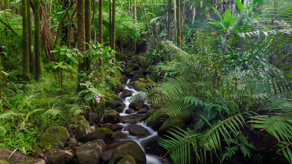 Tropical jungle stream landscape 4K wallpaper
