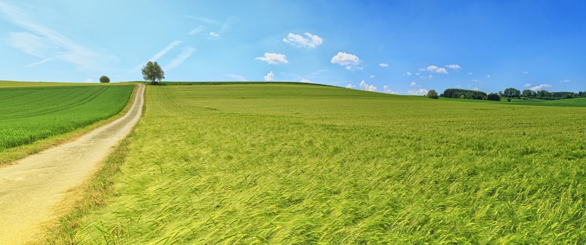 Panoramic summer meadow scenic green