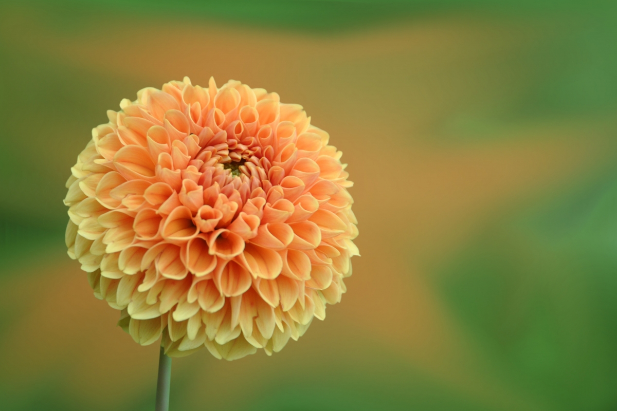 Ball flower 4k picture