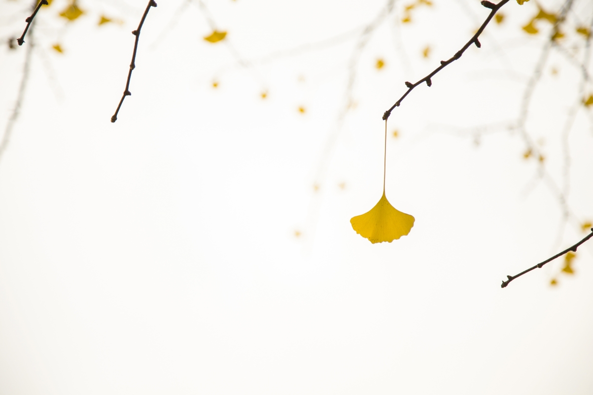 Autumn Ginkgo Background Image