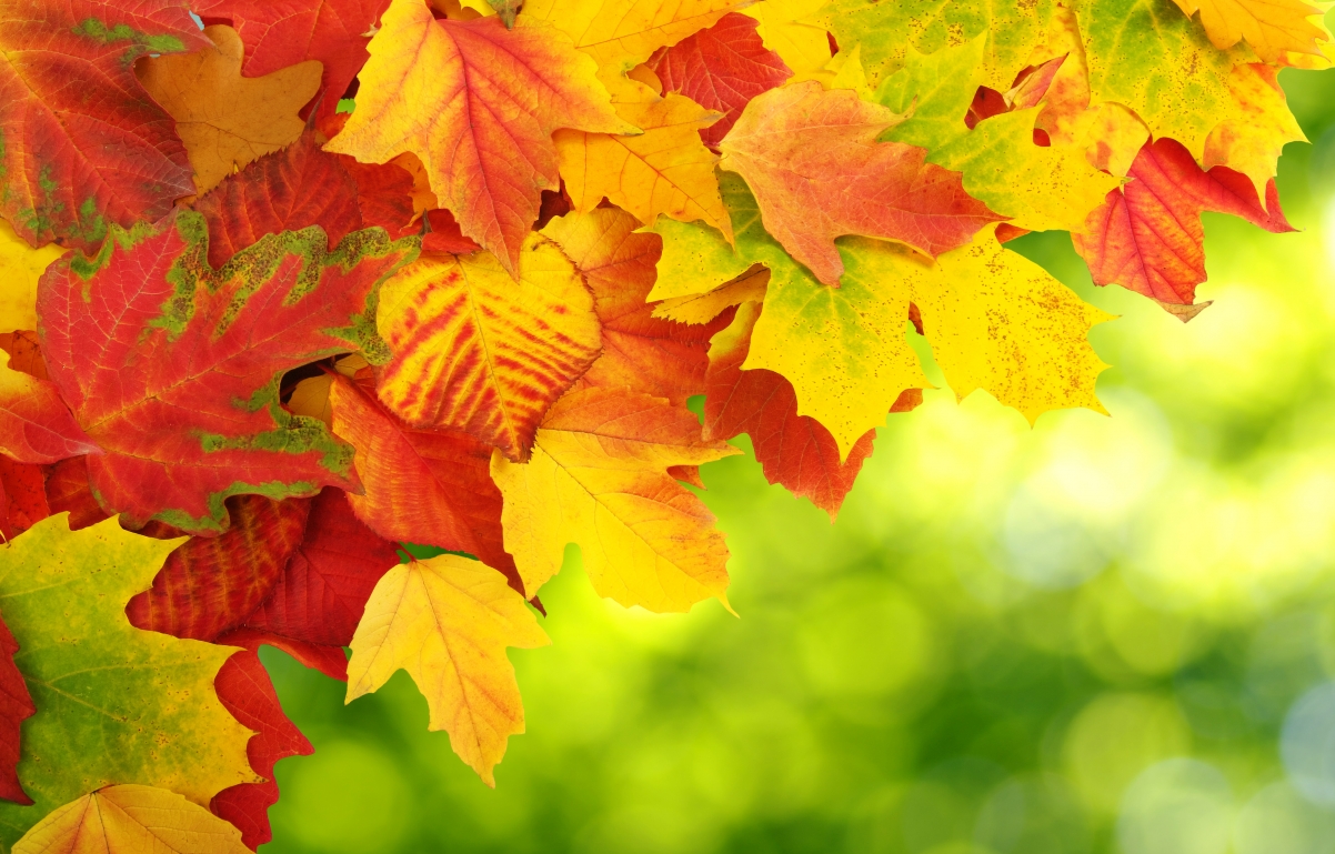 Autumn leaves background 4K wallpaper pictures