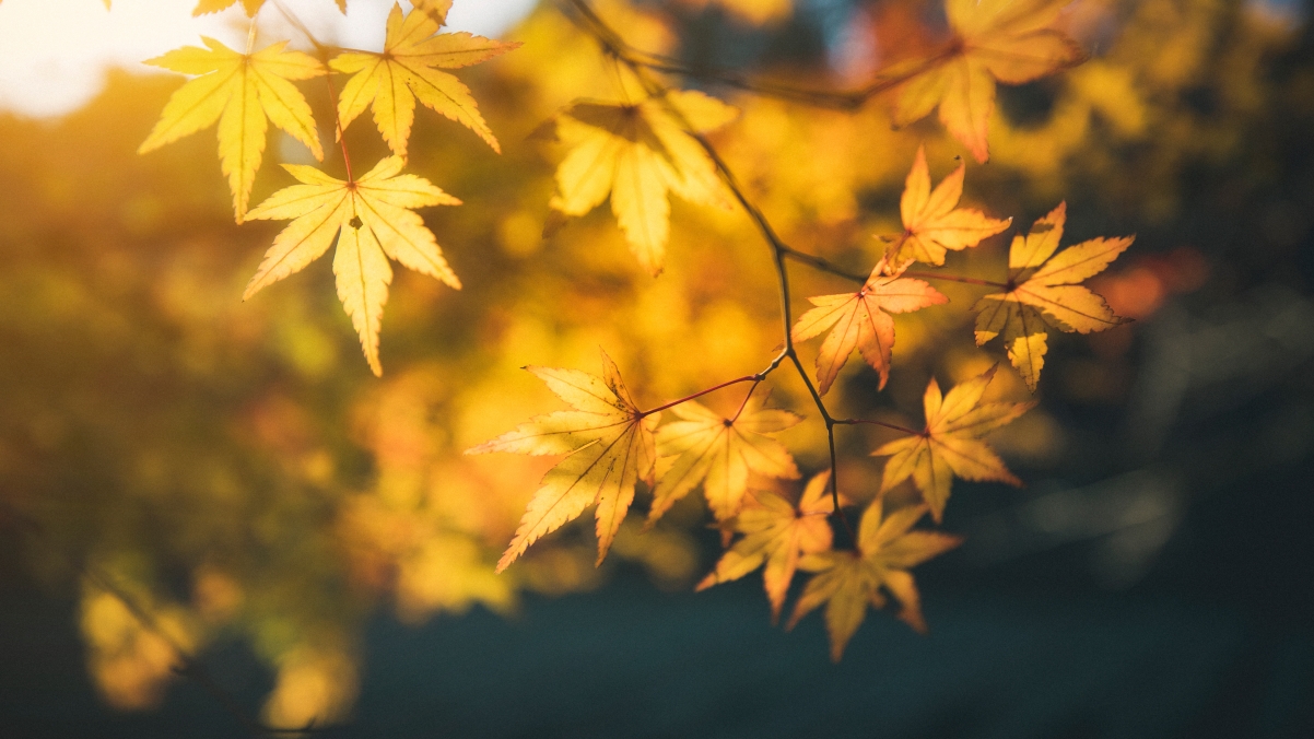 Autumn leaves 4k HD wallpaper