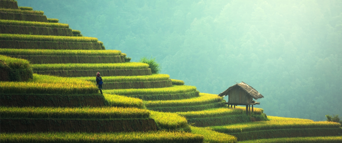 Autumn terraced rice landscape 3440x1