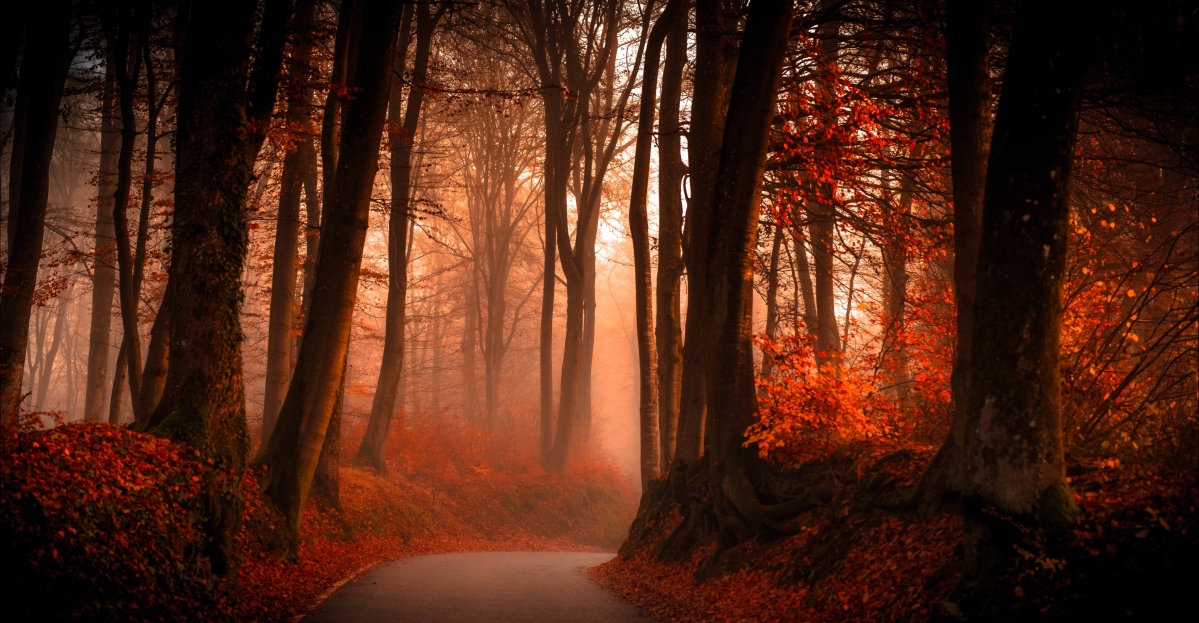Autumn forest road scenery 6K picture
