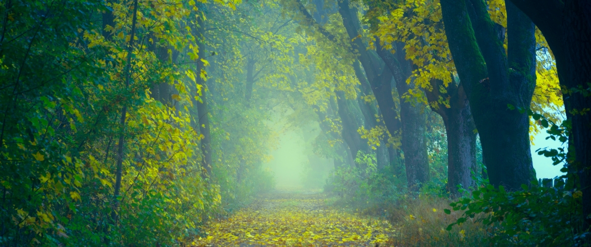 Autumn forest leaves autumn fog 3440x1