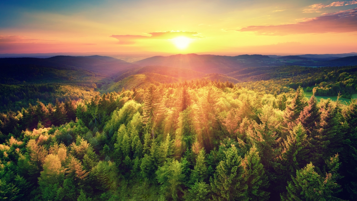 Autumn forest picturesque sunset 4k