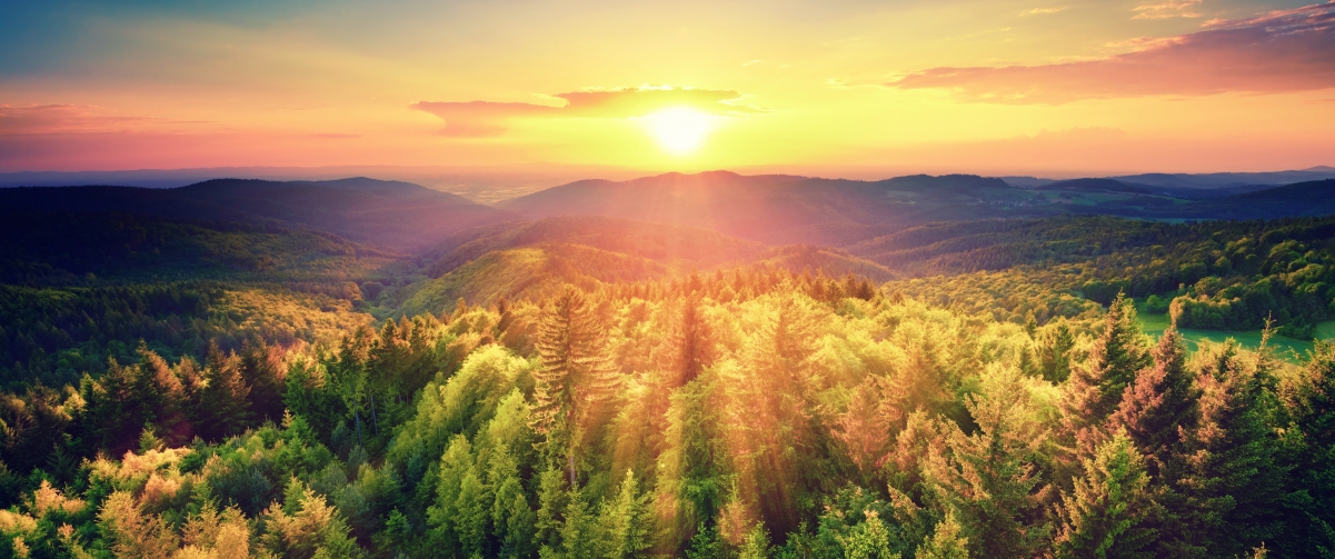 Picturesque sunset in autumn forest 34