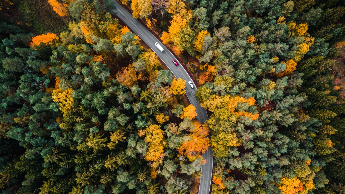 Autumn road in the woods_ aerial photography