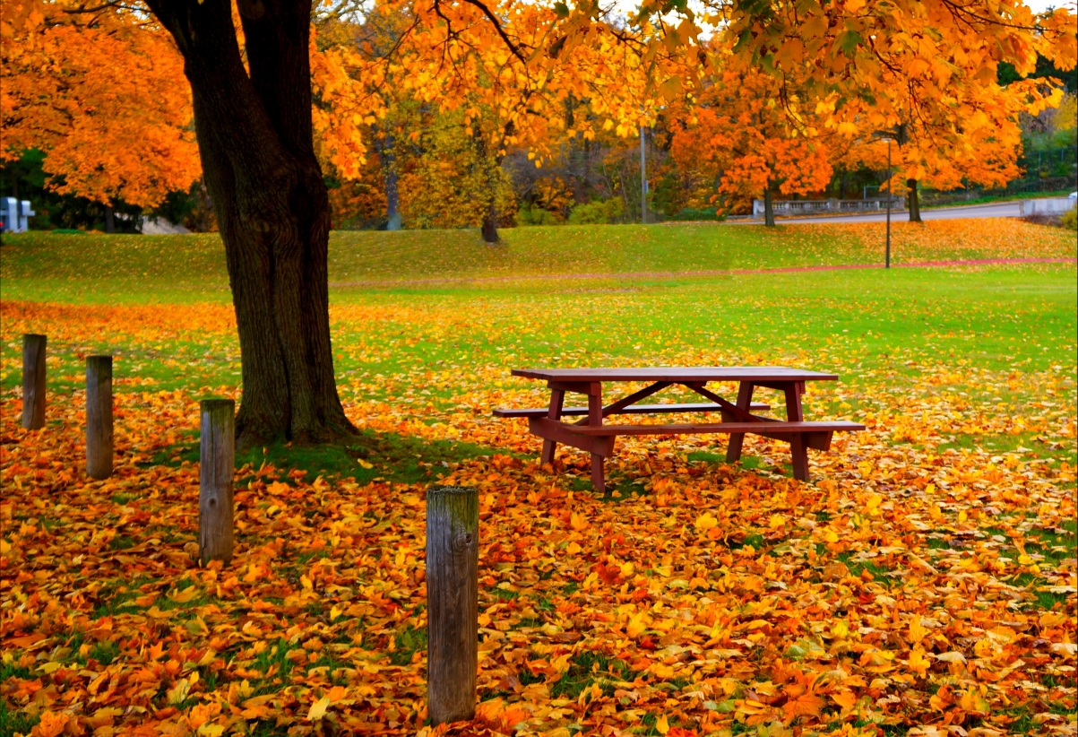 Benches in autumn park with yellow trees