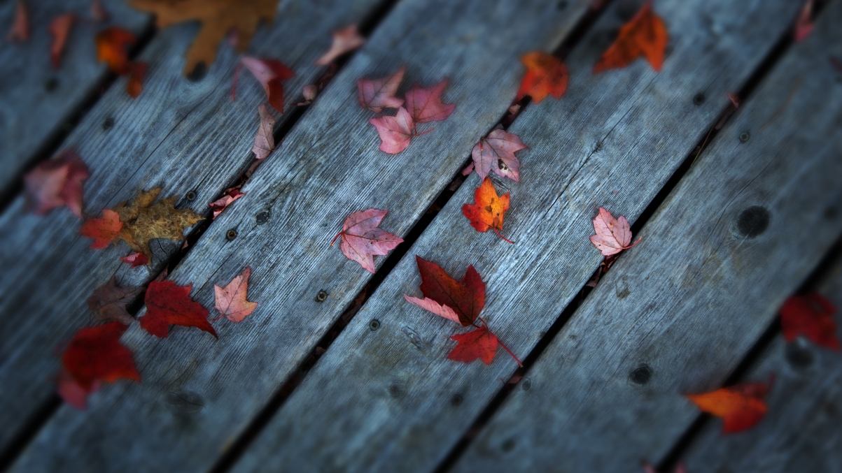 Autumn Maple Leaf 5K Wallpaper