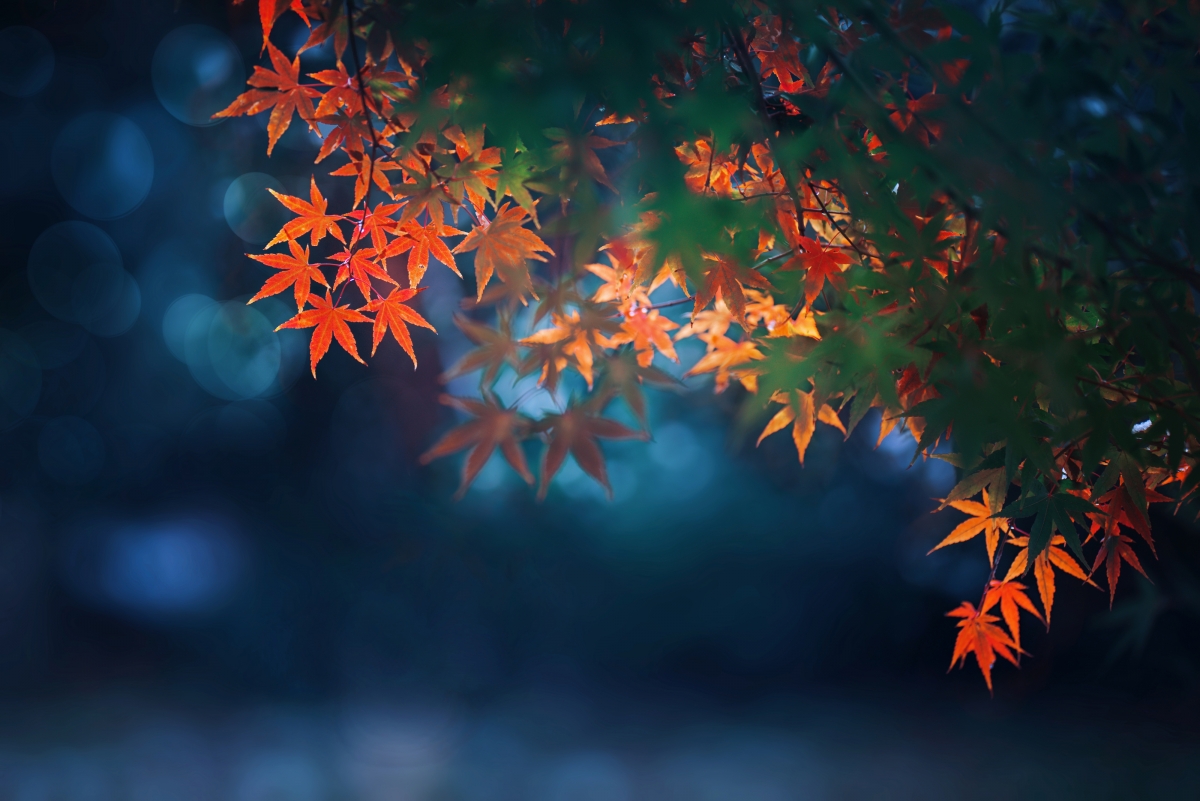 Autumn maple tree red maple leaf 4k wallpaper