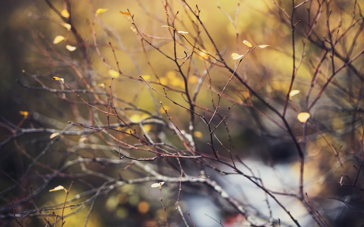 Autumn colors branches leaves 4k wind