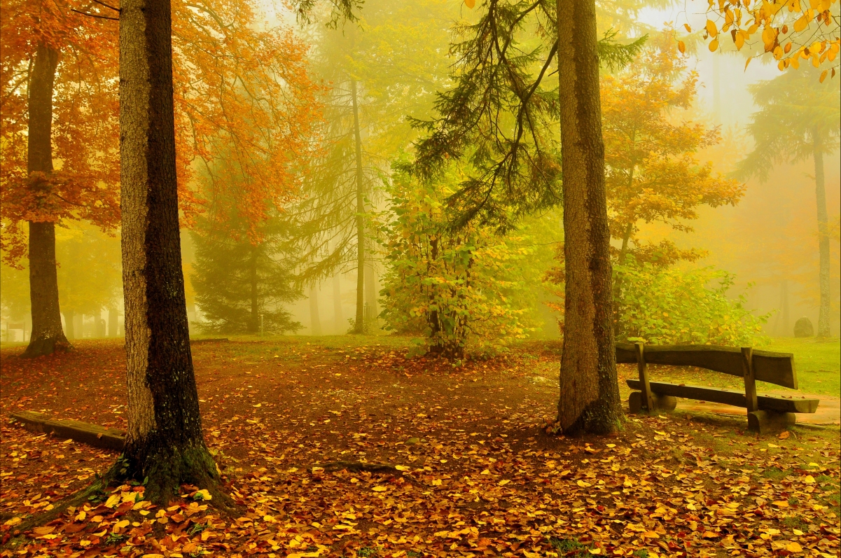 Autumn Trees Landscape 4K Wallpaper