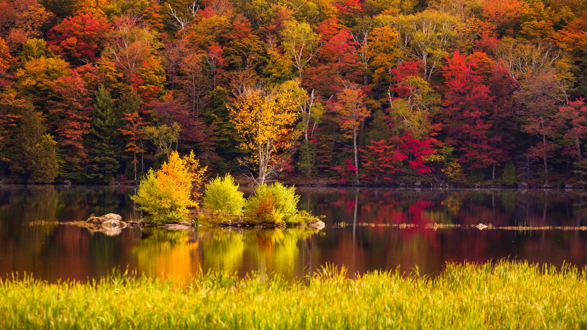 Autumn forest landscape 4k wallpaper