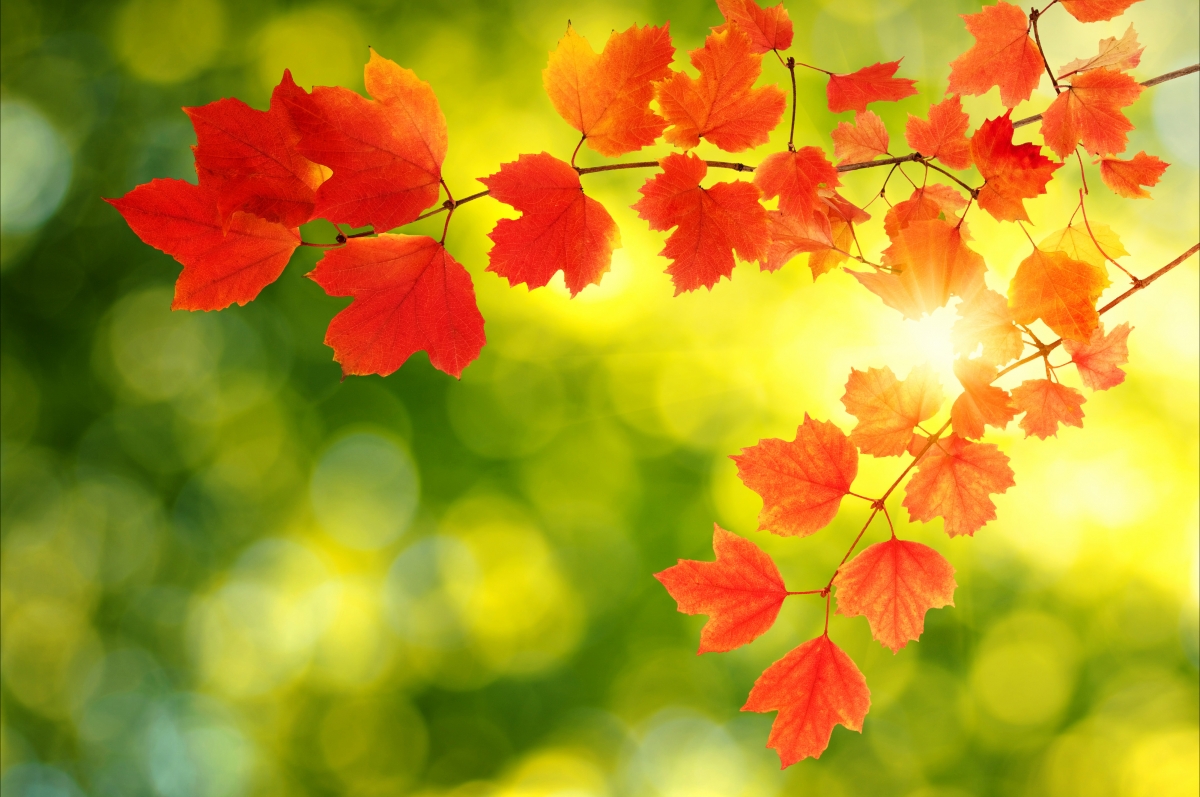 Autumn red maple leaves background image