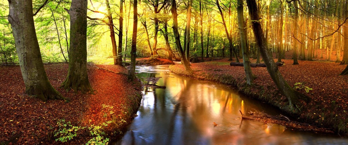 Autumn, forest, creek, river, trees
