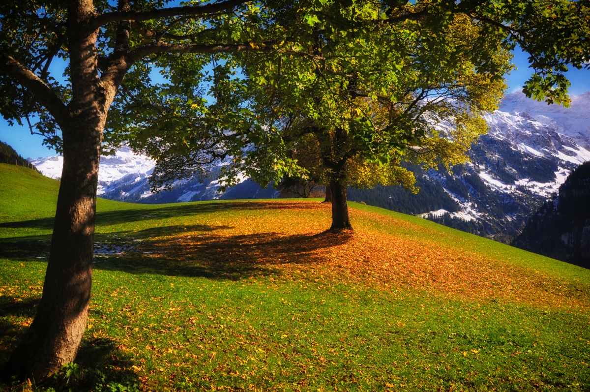 Autumn mountain tree leaves 4K landscape