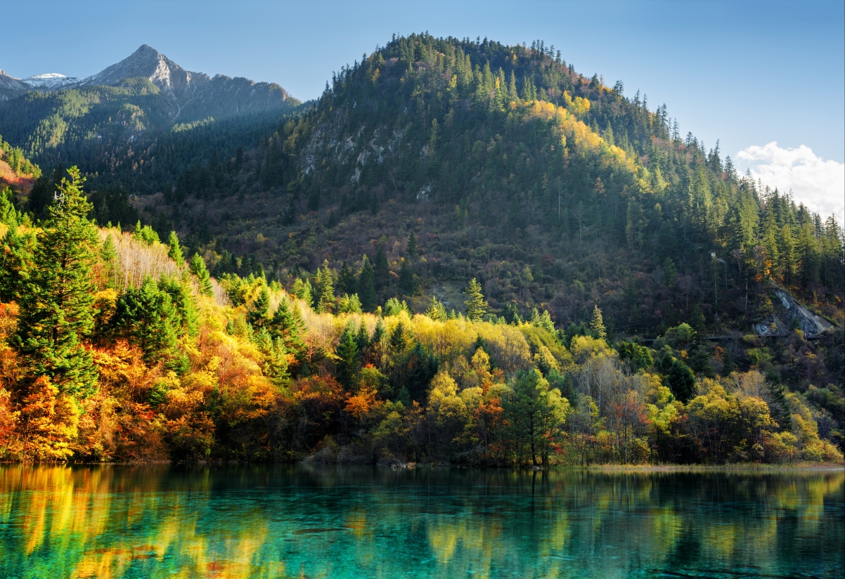 Autumn forest trees Jiuzhaigou wind