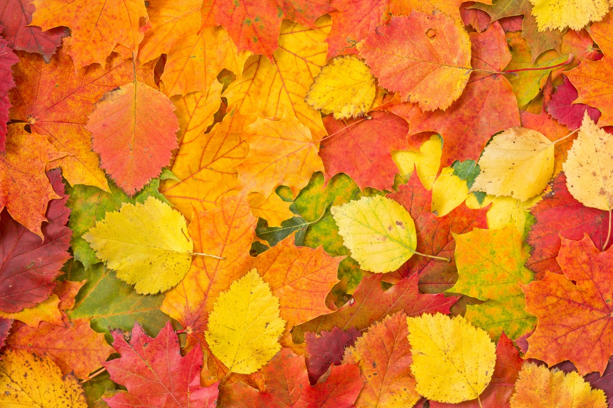 Autumn red leaves leaves 4K wallpaper
