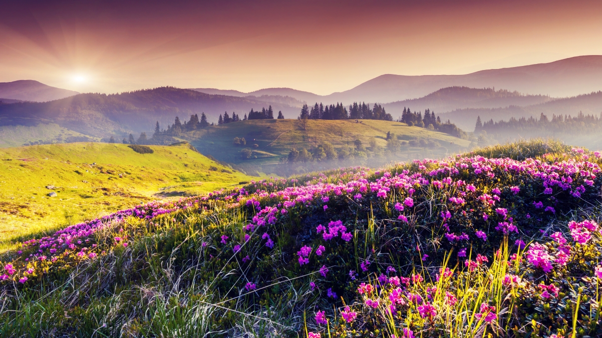 Hills, flowers, pink flowers, trees