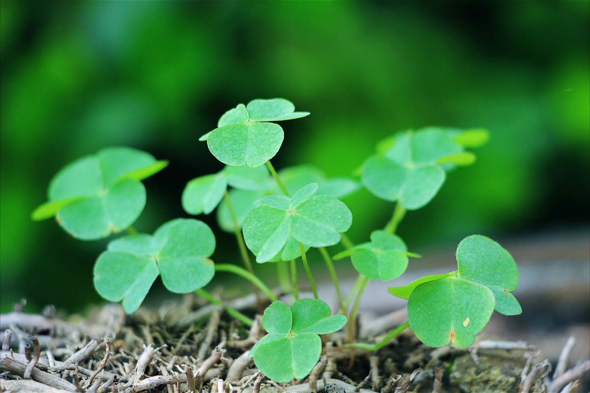 Fresh clover pictures