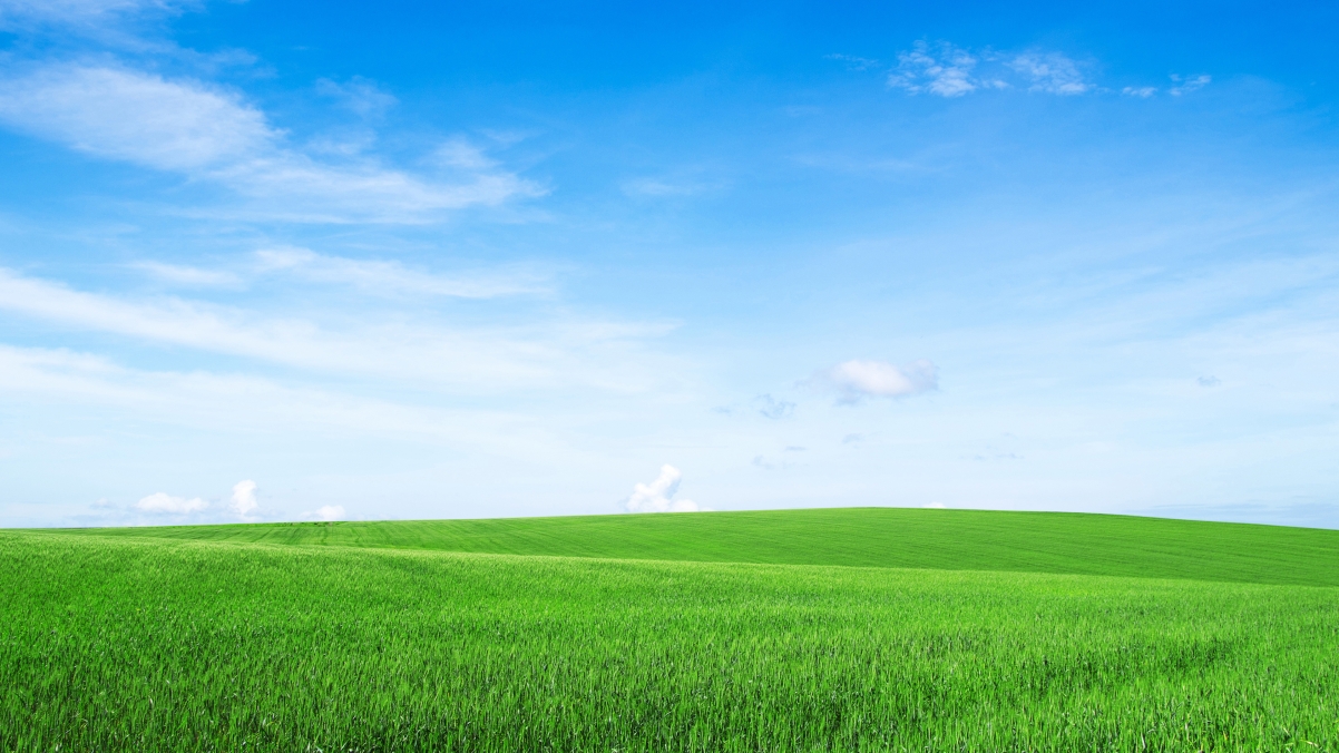 Fresh blue sky and white clouds green grass 4k wind