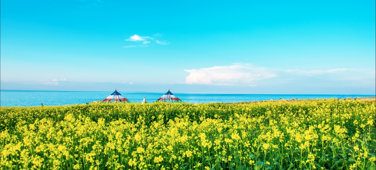 A 4k landscape of rapeseed flowers by the lakeside of Qinghai Lake