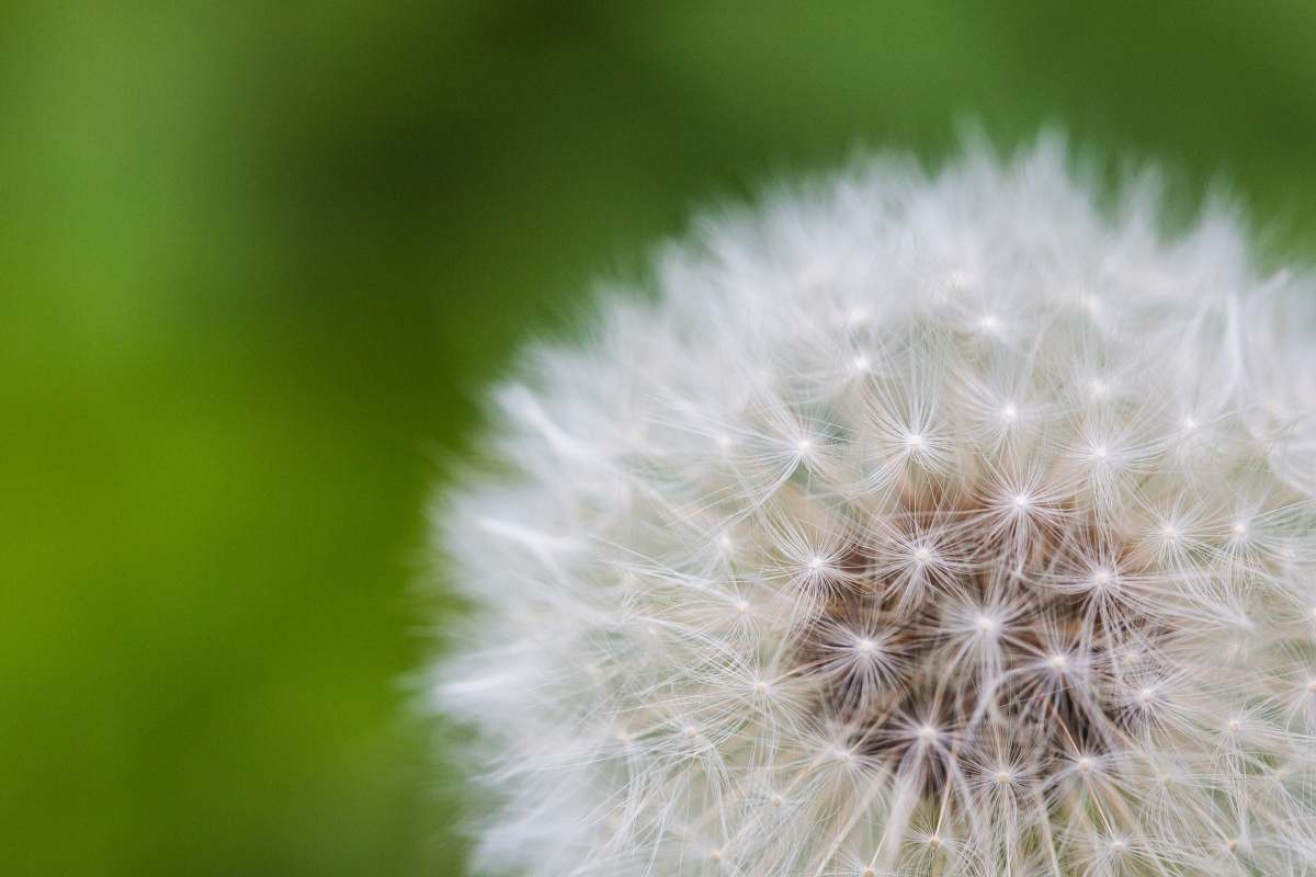 Dandelion close-up 4k wallpaper