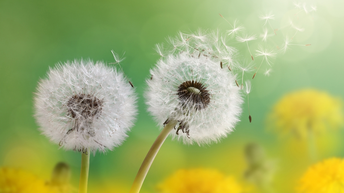 Dandelion flower 4K HD picture