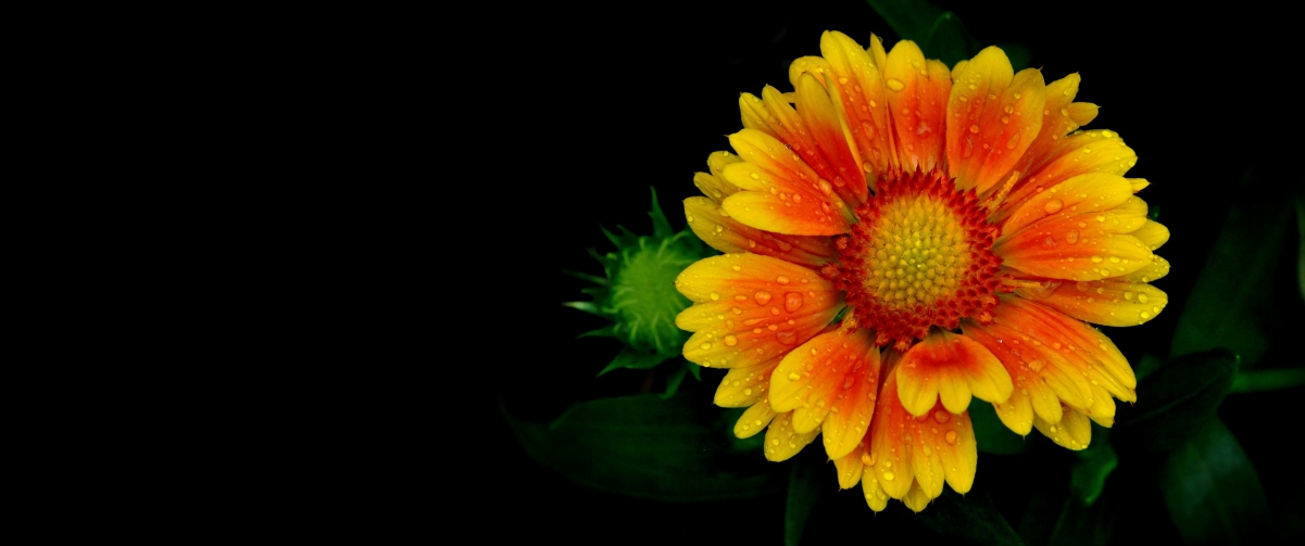 Beautiful petals 3440x1440 wallpaper